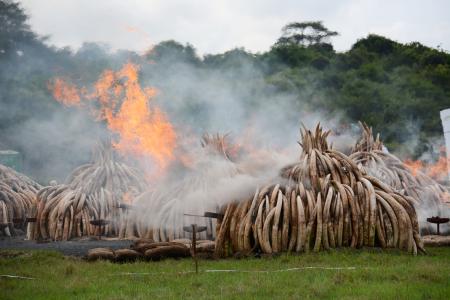 象牙１０５トン焼却＝取引禁止訴え－ケニア