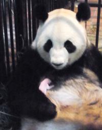 赤ちゃんパンダに授乳、シンシン 上野動物園