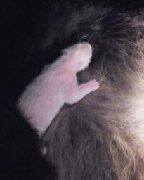 上野の赤ちゃんパンダ死ぬ 母乳が気管支に入り肺炎発症