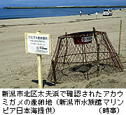 新潟市の海岸でアカウミガメが産卵