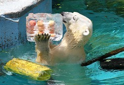 クマのゴーゴ君、今夏もＶＩＰ待遇 大阪・天王寺動物園