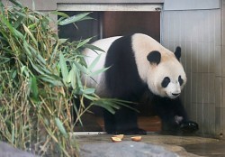 上野動物園がシンシン再公開 出産後の健康状態回復