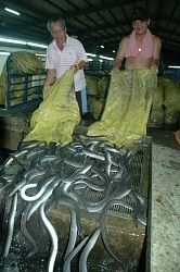 ウナギ:台湾の対日出荷量、昨年比３分の１の見込み