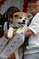 秋田犬ゆめ＝大館市