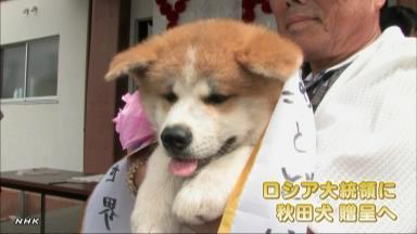 「シベリアのネコ贈ります」＝秋田犬の返礼－ロシア大統領