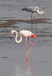 フラミンゴ 北の大トリ物 脱走２週間