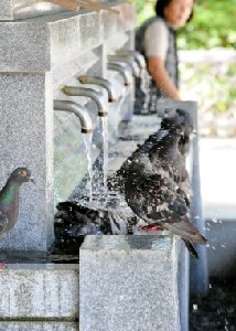 台風一過また猛暑 福岡・糸島で37.9度 福岡市も37.5度