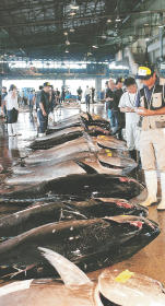 大物期待クロマグロ 塩釜港初水揚げ 宮城