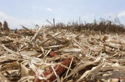 米トウモロコシ在庫、17年ぶり低水準 12年９月～13年８月