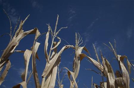 ２０年あまりの世界の食料価格の推移をグラフ化してみる（２０１２年７月分反映版）