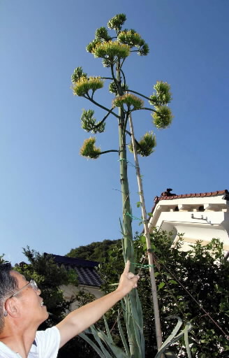 母の形見リュウゼツランに花