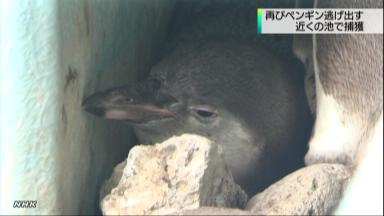 タモ網に捕まったペンギン＝須坂市動物園提供