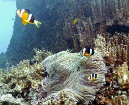 海の健康度、日本は69点で世界11位 汚染・生物状況で評価