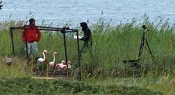 フラミンゴ捕獲また失敗 旭山動物園、おとりは死亡