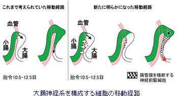 「第二の脳」と呼ばれる腸管神経系が形成される機構をマウスで解明