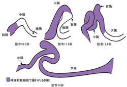 理研、大腸の「腸管神経系」の基となる細胞集団とその形成過程を解明