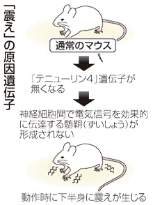 震えの原因遺伝子を発見 マウス実験、東京医科歯科大