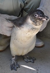 脱走ペンギン:なぜ、脱走を繰り返す 謎に迫ってみると…