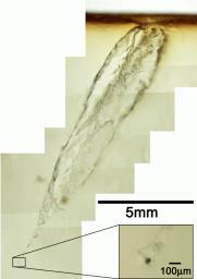 新種の地球外物質と確認 宇宙ステーションから回収 ＪＡＸＡと茨城大