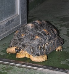 動物愛護法違反:希少種ホウシャガメ捨てられる 千葉市動物公園