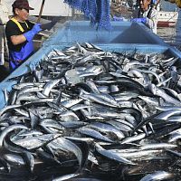 今季のサンマ初水揚げ、気仙沼と女川に活気