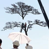 「奇跡の一本松」切り倒し作業始まる 岩手・陸前高田