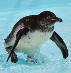 雑記帳:脱走ペンギン、「トット」と命名 須坂市動物園