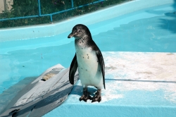 脱走ペンギンの名前「トット」に決定 須坂市動物園