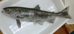 クニマス生存確認で「絶滅」を見直し