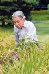 天皇陛下:恒例の稲刈り行う 皇居内の水田で