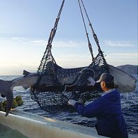 おたる水族館のジンベエザメ海へ帰る