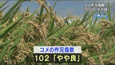 群馬のコメ作況「やや良」 関東農政局