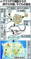 ｉＰＳ細胞から卵子、京大チームが世界初の成功