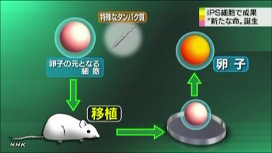 ｉＰＳ卵子でマウス 京大チーム、精子に続き成功