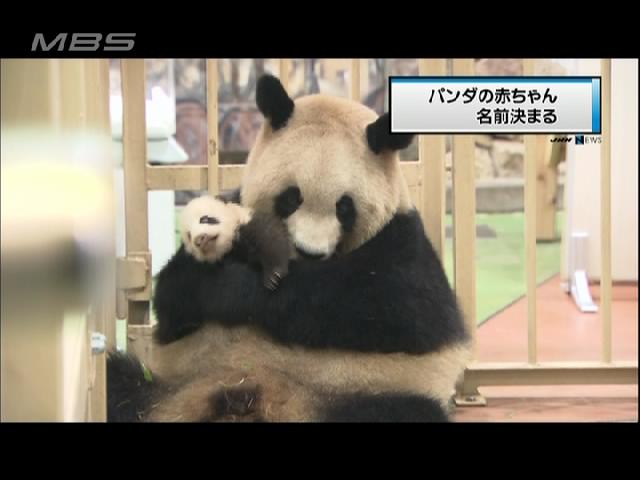 赤ちゃんパンダ 名前は「優浜」