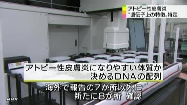 アトピー関与の遺伝子領域発見 理研がゲノム調査