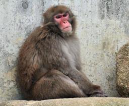 「ムコドノ」逃走 東山動物園の雄ザル