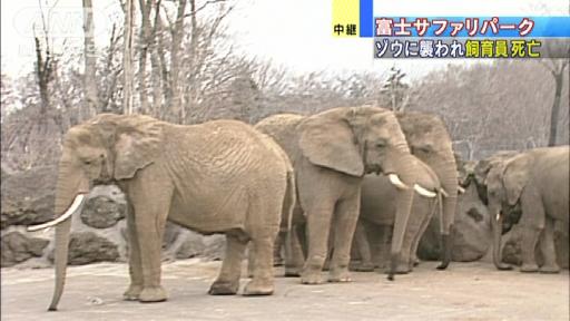 ゾウに襲われ男性飼育員死亡 富士サファリパーク