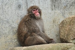 脱走ザル「ムコドノ」捕獲 動物園職員ら３０人がかり