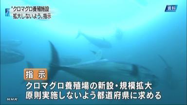 クロマグロ養殖施設の拡大禁止 大臣指示に「格上げ」