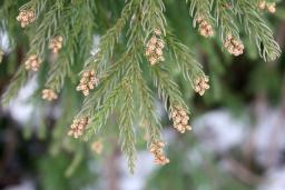 来春の花粉飛散、今年の２倍…北日本から東日本