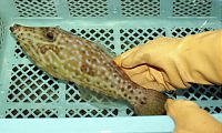 猛毒魚ソウシハギ捕獲鳥羽沖県が注意呼びかけ