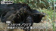 クマ:男性、襲われ重傷−−高山 ／岐阜