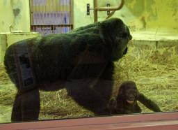 人工保育ゴリラと同居 戸惑う母…京都市動物園