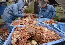 初競り活気 ズワイガニ解禁