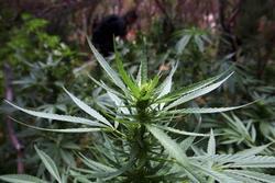 米コロラドなど２州が大麻合法化、嗜好用として初