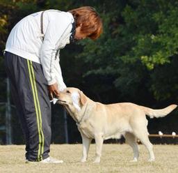 “きな子の娘”警察犬目指す