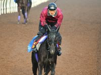 ヴィルシーナ、ＧI初制覇の好機＝１１日エリザベス女王杯－競馬