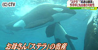 シャチの赤ちゃん誕生 名古屋港水族館で初