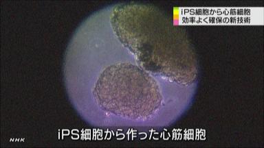 ｉＰＳ細胞から心筋を大量生産 慶大教授ら新手法